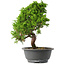 Juniperus chinensis Itoigawa, 30 cm, ± 15 jaar oud