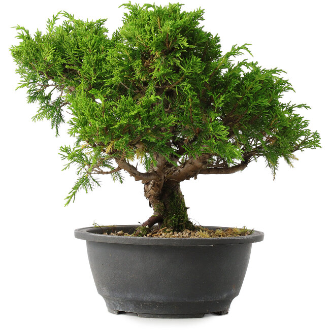 Juniperus chinensis Itoigawa, 24,5 cm, ± 15 Jahre alt