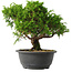 Juniperus chinensis Itoigawa, 24,5 cm, ± 15 jaar oud