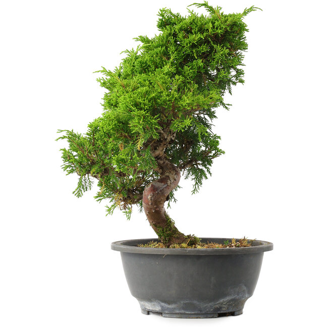 Juniperus chinensis Itoigawa, 30 cm, ± 15 anni