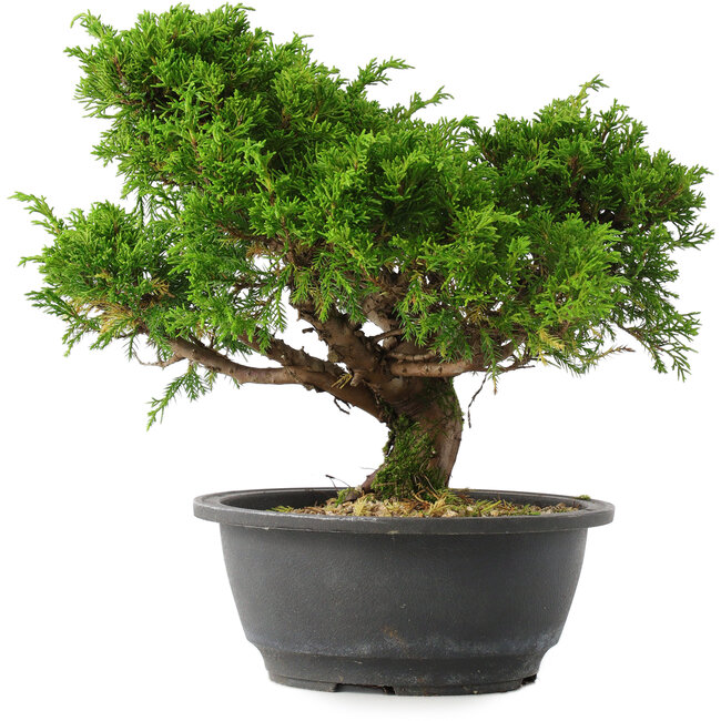 Juniperus chinensis Itoigawa, 24,5 cm, ± 15 jaar oud