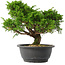 Juniperus chinensis Itoigawa, 24,5 cm, ± 15 jaar oud