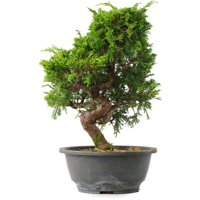 Juniperus chinensis Itoigawa, 30 cm, ± 15 years old