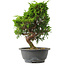 Juniperus chinensis Itoigawa, 30 cm, ± 15 jaar oud