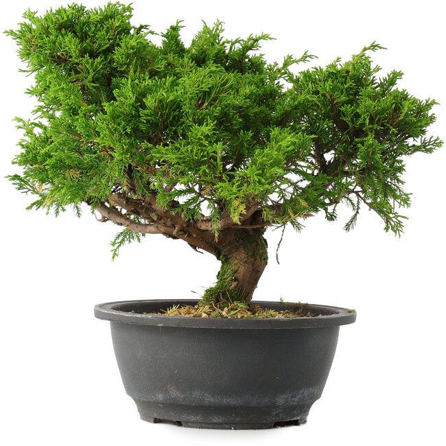 Juniperus chinensis Itoigawa, 24,5 cm, ± 15 years old