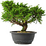 Juniperus chinensis Itoigawa, 24,5 cm, ± 15 jaar oud