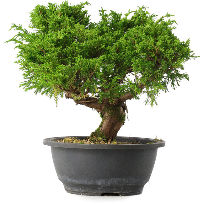 Juniperus chinensis Itoigawa, 24,5 cm, ± 15 jaar oud