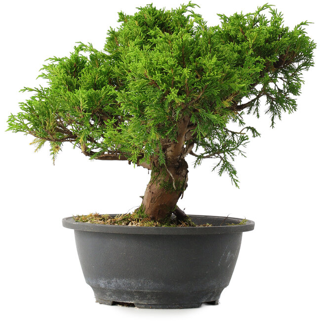 Juniperus chinensis Itoigawa, 24,5 cm, ± 15 ans
