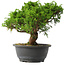 Juniperus chinensis Itoigawa, 24,5 cm, ± 15 jaar oud