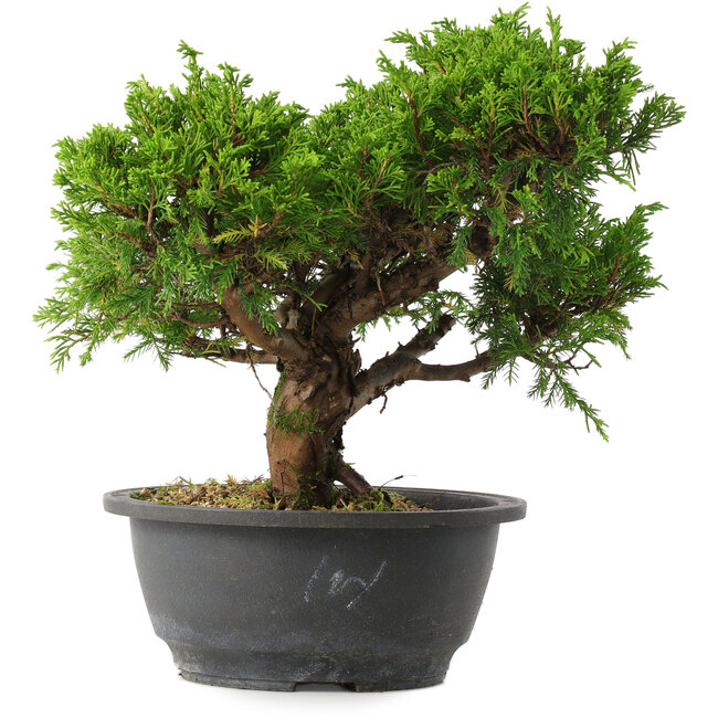 Juniperus chinensis Itoigawa, 24,5 cm, ± 15 ans