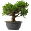 Juniperus chinensis Itoigawa, 24,5 cm, ± 15 jaar oud