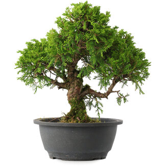Juniperus chinensis Itoigawa, 28 cm, ± 15 jaar oud