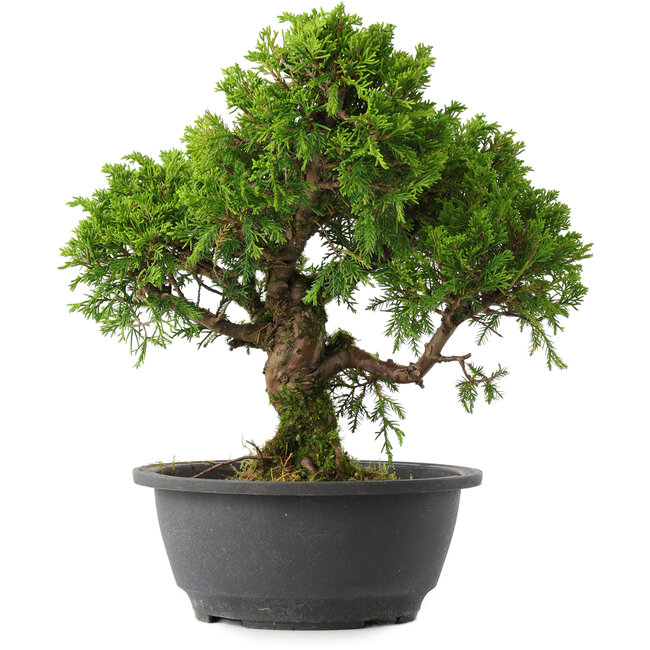 Juniperus chinensis Itoigawa, 28 cm, ± 15 jaar oud