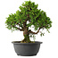 Juniperus chinensis Itoigawa, 28 cm, ± 15 jaar oud