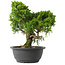 Juniperus chinensis Itoigawa, 28 cm, ± 15 jaar oud