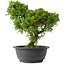 Juniperus chinensis Itoigawa, 28 cm, ± 15 jaar oud