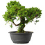 Juniperus chinensis Itoigawa, 28 cm, ± 15 anni