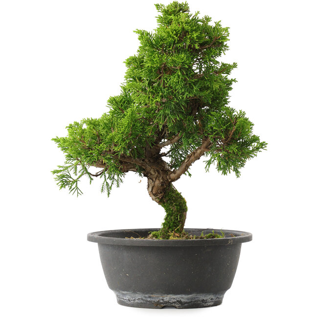 Juniperus chinensis Itoigawa, 28,5 cm, ± 15 jaar oud