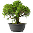 Juniperus chinensis Itoigawa, 28 cm, ± 15 jaar oud