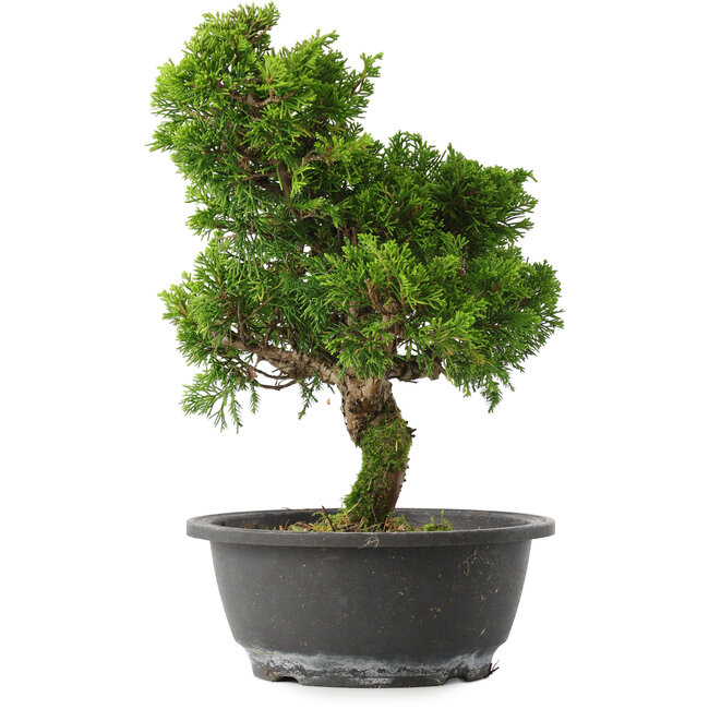Juniperus chinensis Itoigawa, 28,5 cm, ± 15 ans