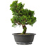 Juniperus chinensis Itoigawa, 28,5 cm, ± 15 jaar oud