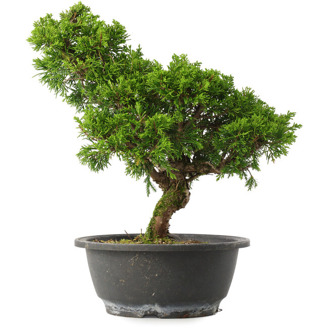 Juniperus chinensis Itoigawa, 28,5 cm, ± 15 años
