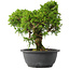 Juniperus chinensis Itoigawa, 28 cm, ± 15 jaar oud