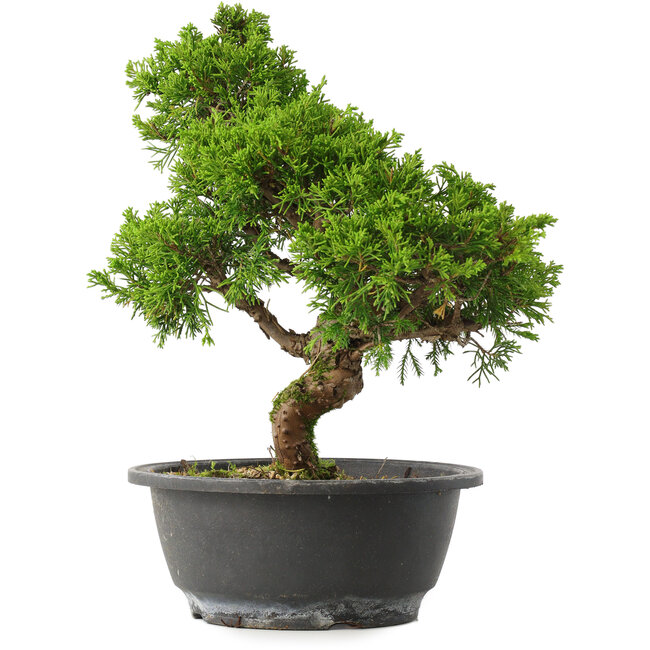 Juniperus chinensis Itoigawa, 28,5 cm, ± 15 ans