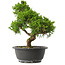 Juniperus chinensis Itoigawa, 28,5 cm, ± 15 jaar oud