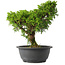 Juniperus chinensis Itoigawa, 28 cm, ± 15 jaar oud