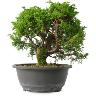Juniperus chinensis Itoigawa, 22,5 cm, ± 15 jaar oud