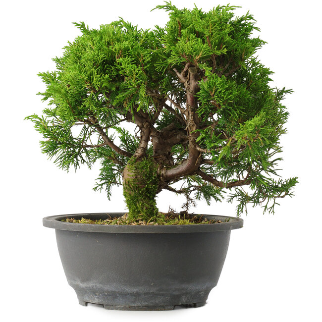 Juniperus chinensis Itoigawa, 22,5 cm, ± 15 jaar oud