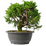 Juniperus chinensis Itoigawa, 22,5 cm, ± 15 jaar oud