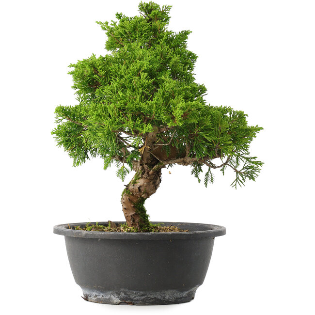 Juniperus chinensis Itoigawa, 28,5 cm, ± 15 anni