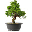 Juniperus chinensis Itoigawa, 28,5 cm, ± 15 jaar oud