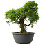 Juniperus chinensis Itoigawa, 28 cm, ± 15 jaar oud