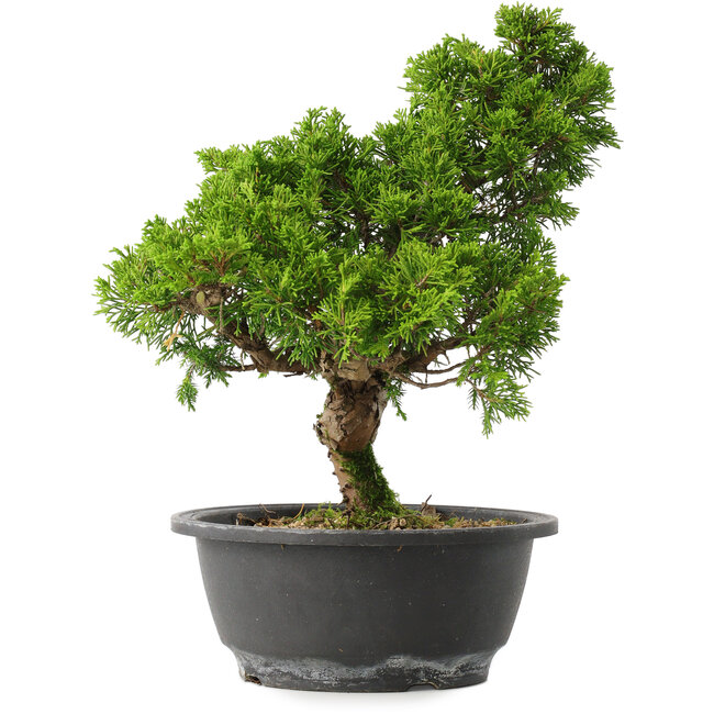 Juniperus chinensis Itoigawa, 28,5 cm, ± 15 años