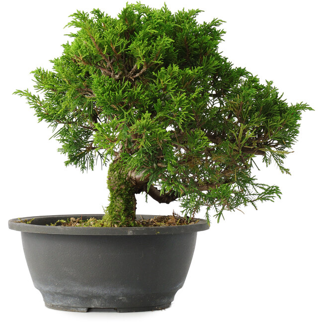 Juniperus chinensis Itoigawa, 22,5 cm, ± 15 years old