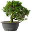 Juniperus chinensis Itoigawa, 22,5 cm, ± 15 años