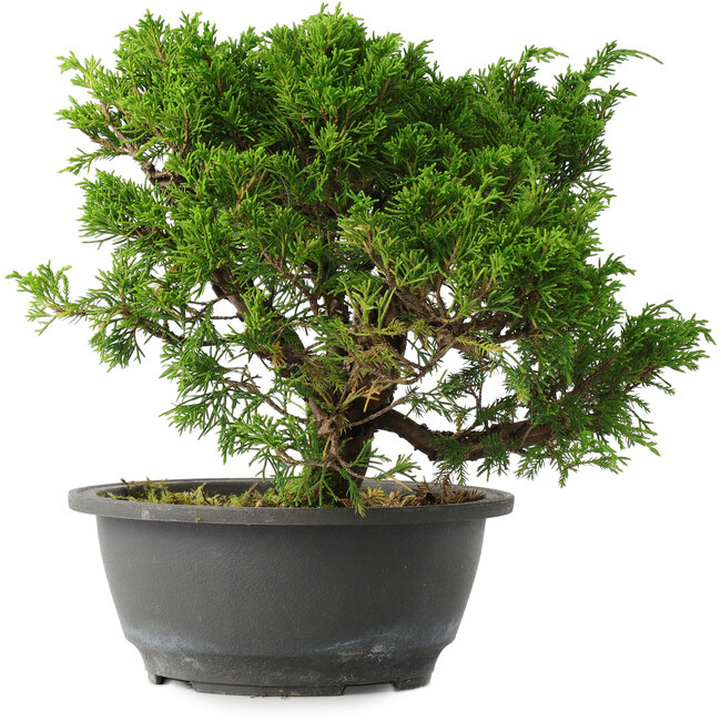 Juniperus chinensis Itoigawa, 22,5 cm, ± 15 años