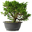 Juniperus chinensis Itoigawa, 22,5 cm, ± 15 ans