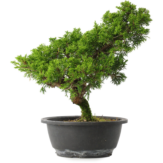 Juniperus chinensis Itoigawa, 28,5 cm, ± 15 anni