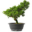 Juniperus chinensis Itoigawa, 28,5 cm, ± 15 jaar oud