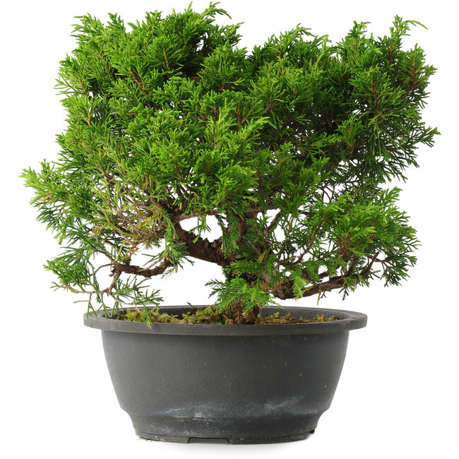 Juniperus chinensis Itoigawa, 22,5 cm, ± 15 jaar oud