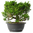 Juniperus chinensis Itoigawa, 22,5 cm, ± 15 jaar oud