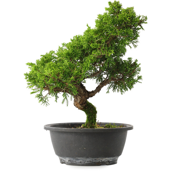 Juniperus chinensis Itoigawa, 28,5 cm, ± 15 Jahre alt