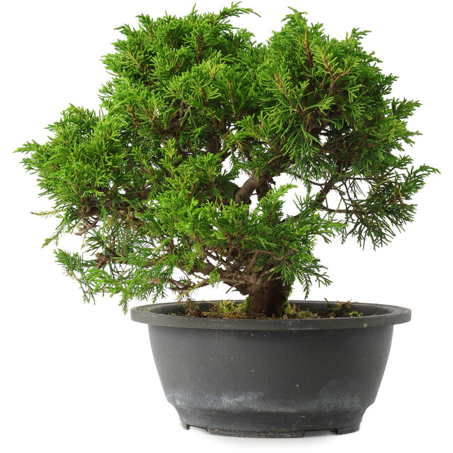 Juniperus chinensis Itoigawa, 22,5 cm, ± 15 ans
