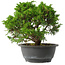Juniperus chinensis Itoigawa, 22,5 cm, ± 15 jaar oud