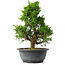 Juniperus chinensis Itoigawa, 31 cm, ± 15 jaar oud