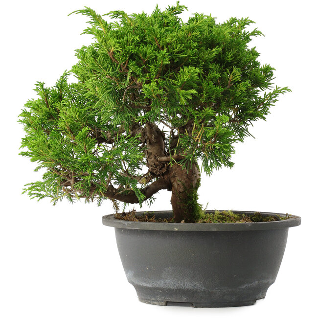 Juniperus chinensis Itoigawa, 22,5 cm, ± 15 Jahre alt